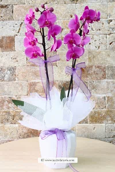 Çift Dallı Fuşya Orkide