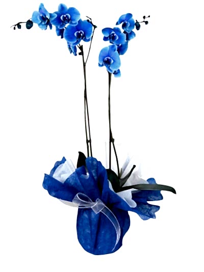 Mavi Orkide