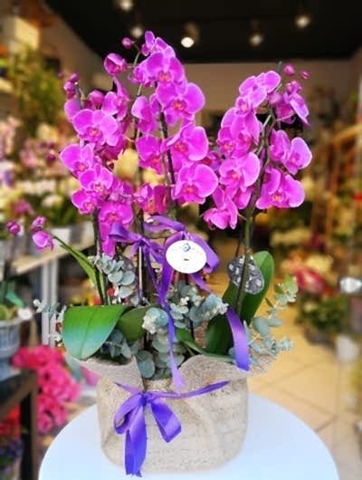 4 Dallı Fuşya Orkide