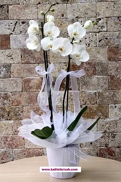 Çift Dallı Beyaz Orkide